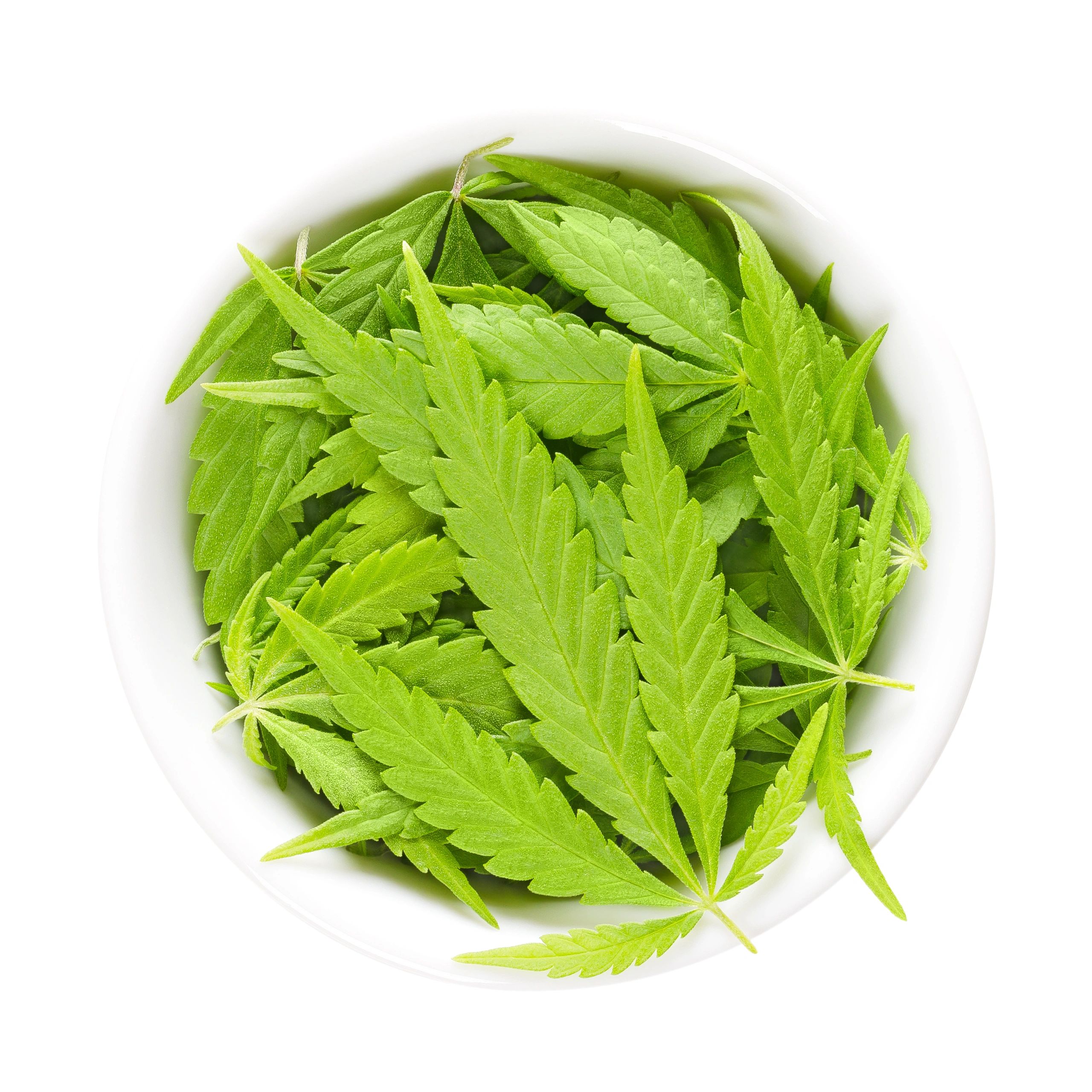 Macro photo of cannabis leaves in a bowl